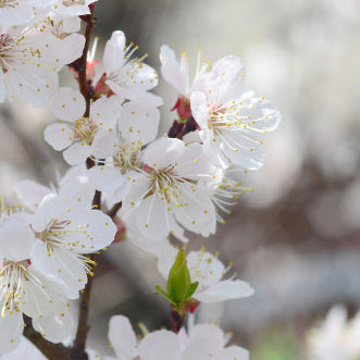 Apple blossoms mini candle in glass votive