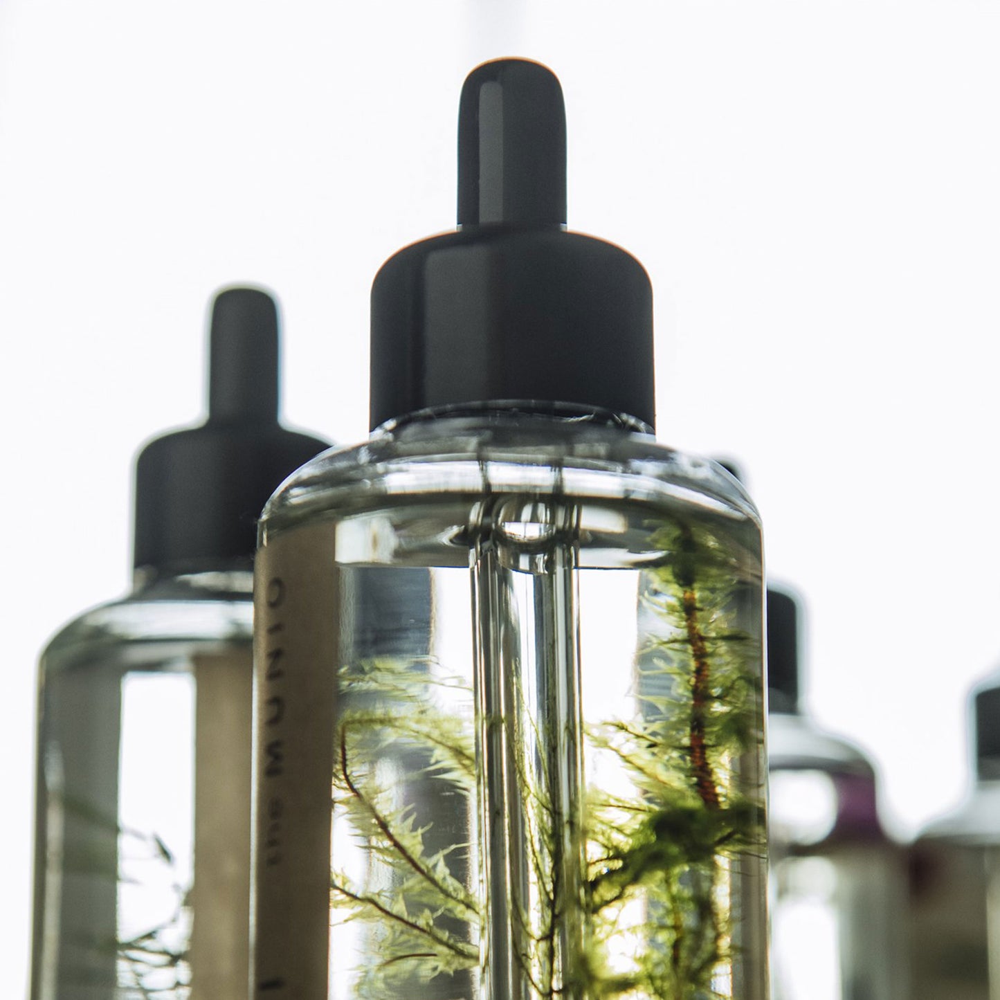Moss organic body oil