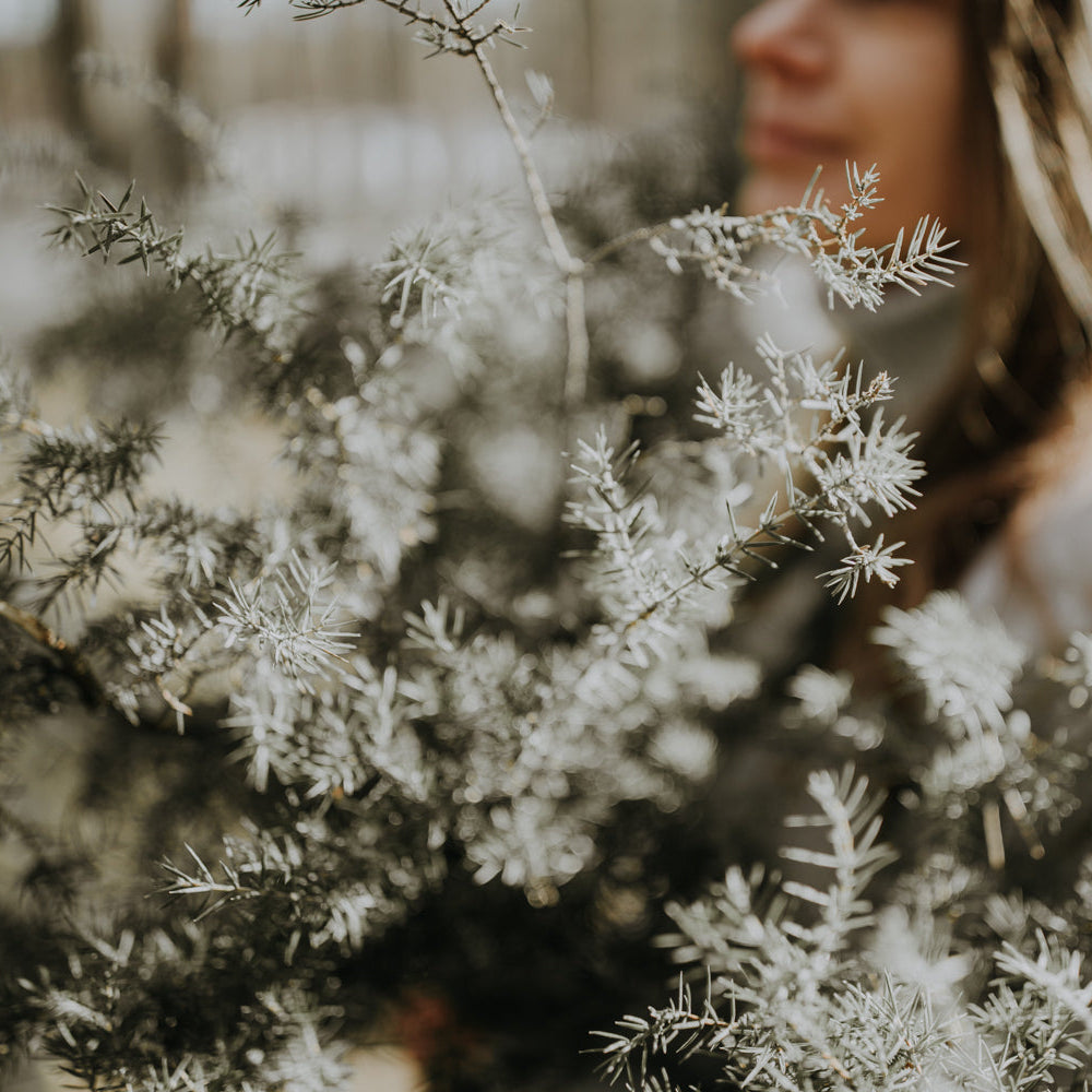 Juniper & limonium