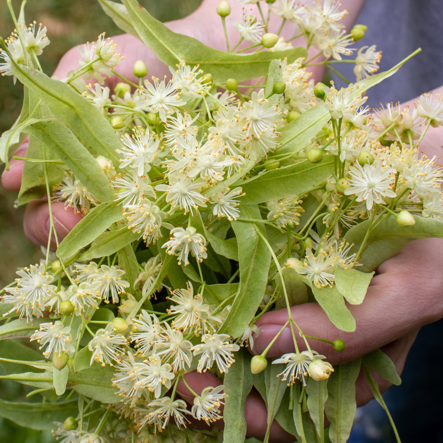 Linden flowers